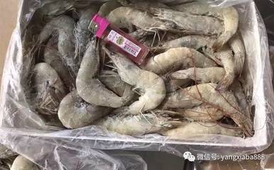蝦產(chǎn)業(yè)發(fā)展51年，厄瓜多爾白蝦為何在中國市場迅速串紅？